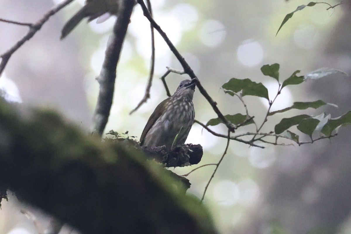 Javan Bulbul - ML636330669