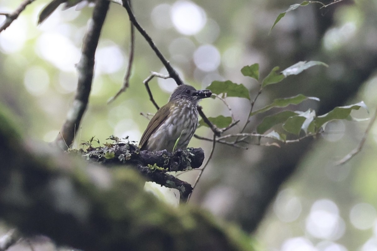 Javan Bulbul - ML636330670