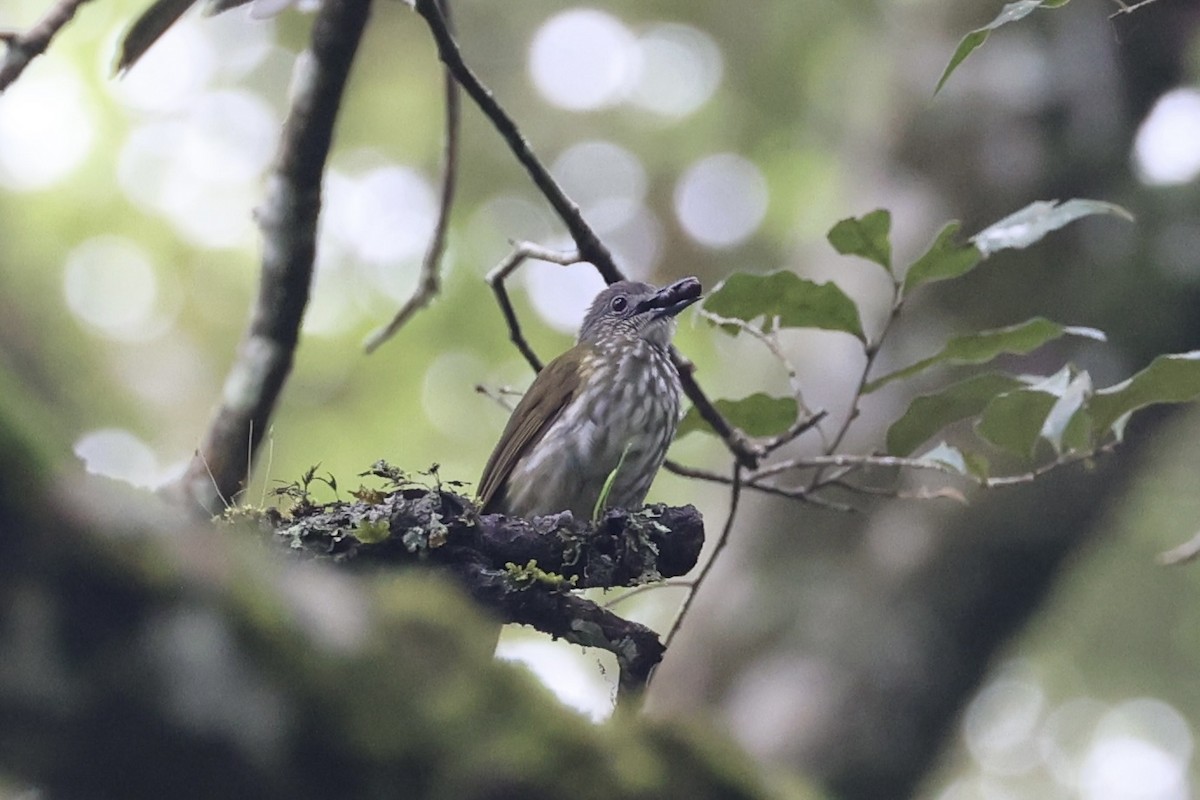 Javan Bulbul - ML636330671
