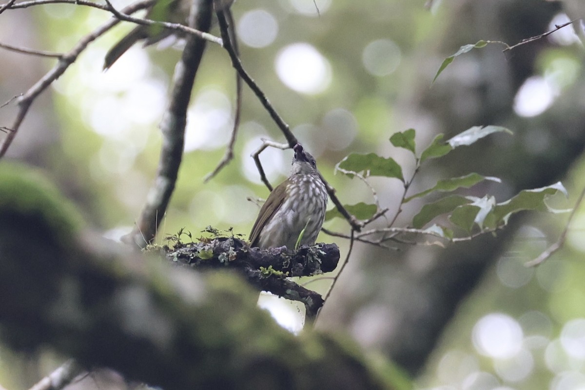 Javan Bulbul - ML636330672