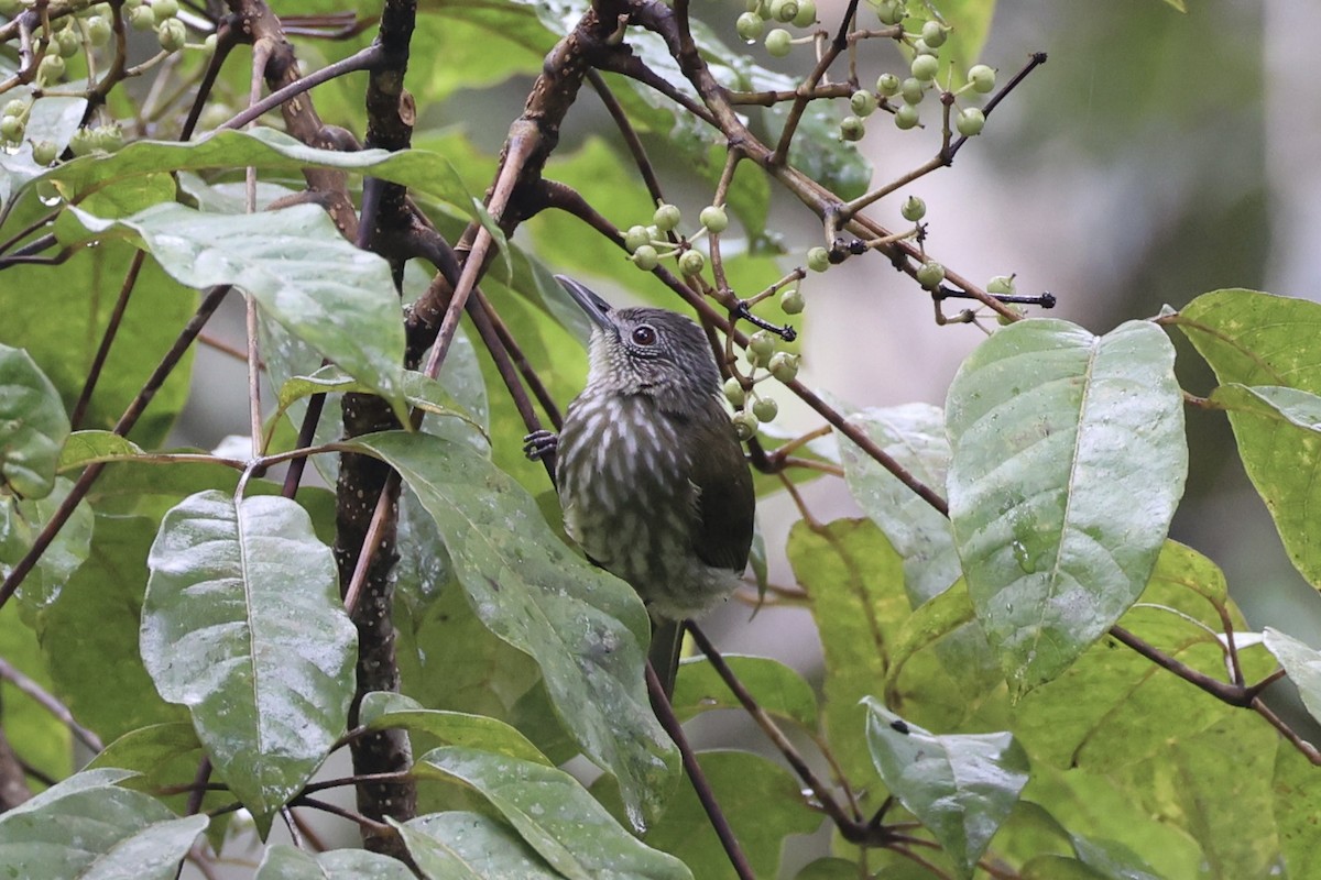 Javan Bulbul - ML636330673