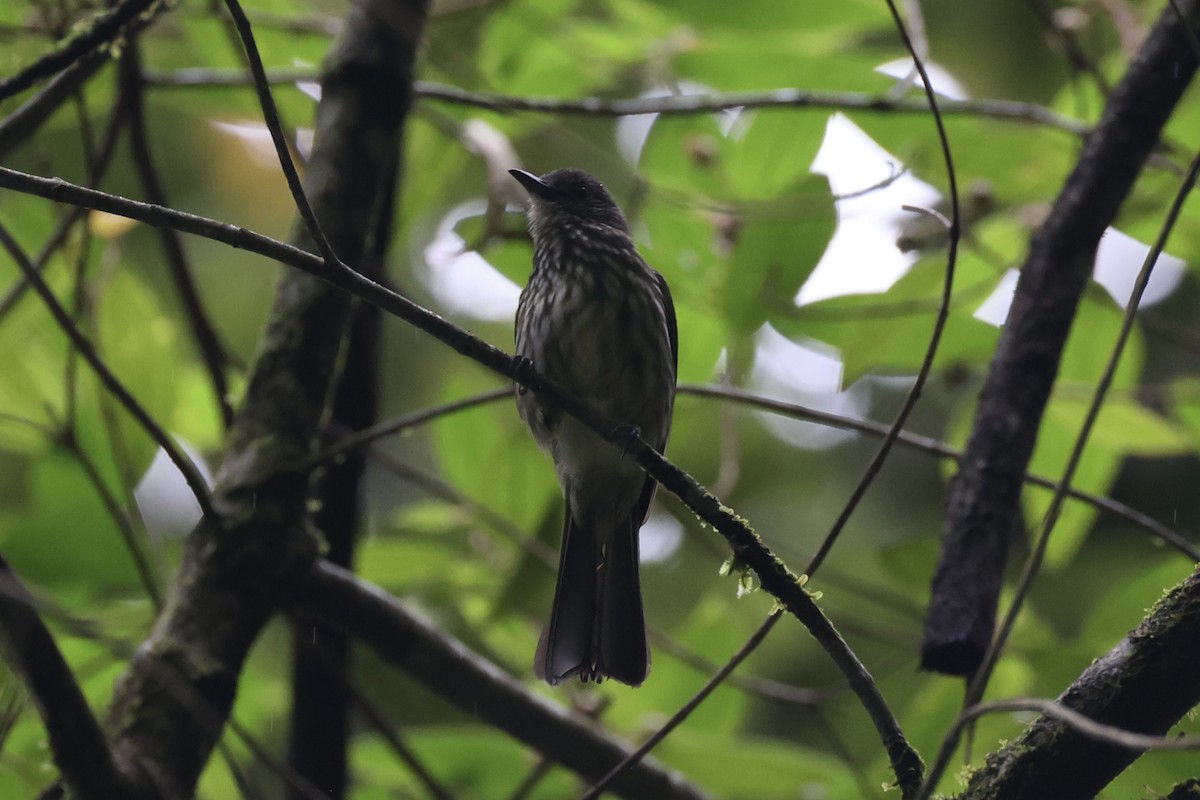 Javan Bulbul - ML636330675