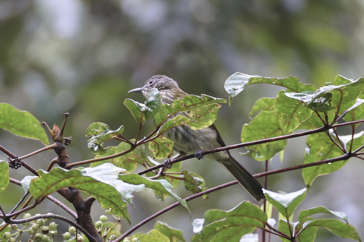 Javan Bulbul - ML636330676