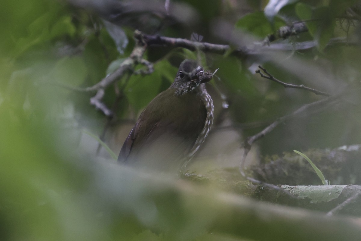 Javan Bulbul - ML636330677