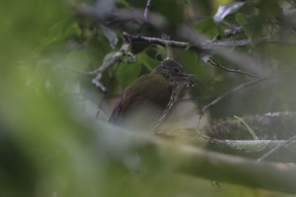 Javan Bulbul - ML636330678