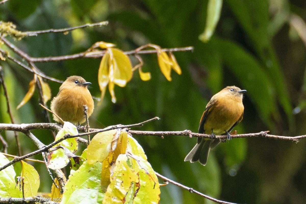 Cinnamon Flycatcher - ML636330688