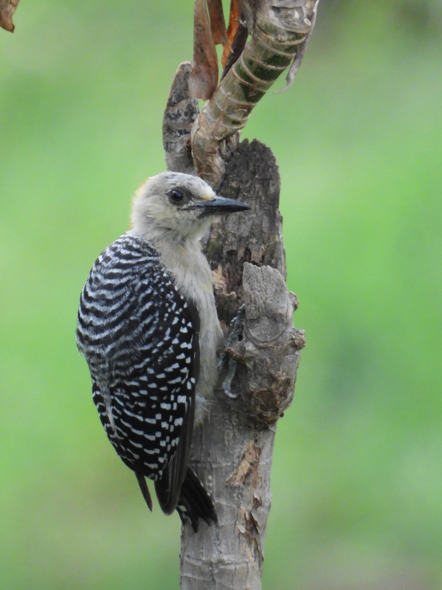 Hoffmann's Woodpecker - ML636330701