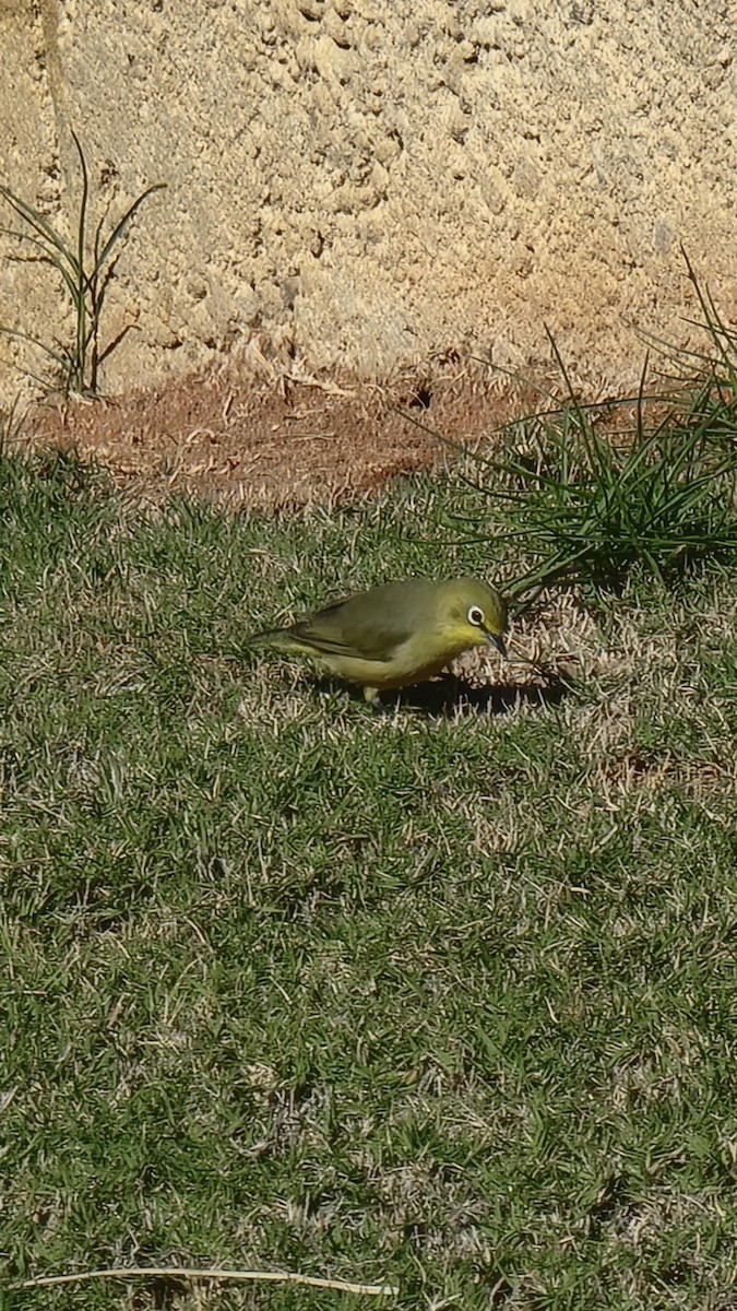 Australian Yellow White-eye - ML636330719