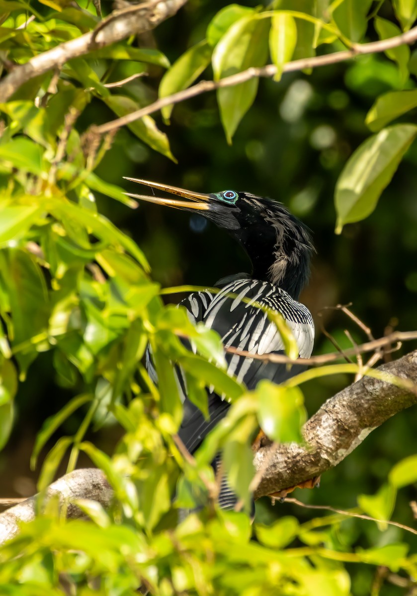 anhinga americká - ML636330738