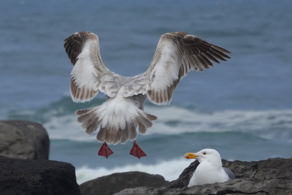 Larus sp. - ML636330739