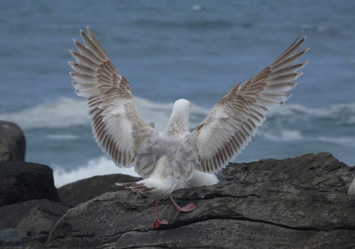 Larus sp. - ML636330740