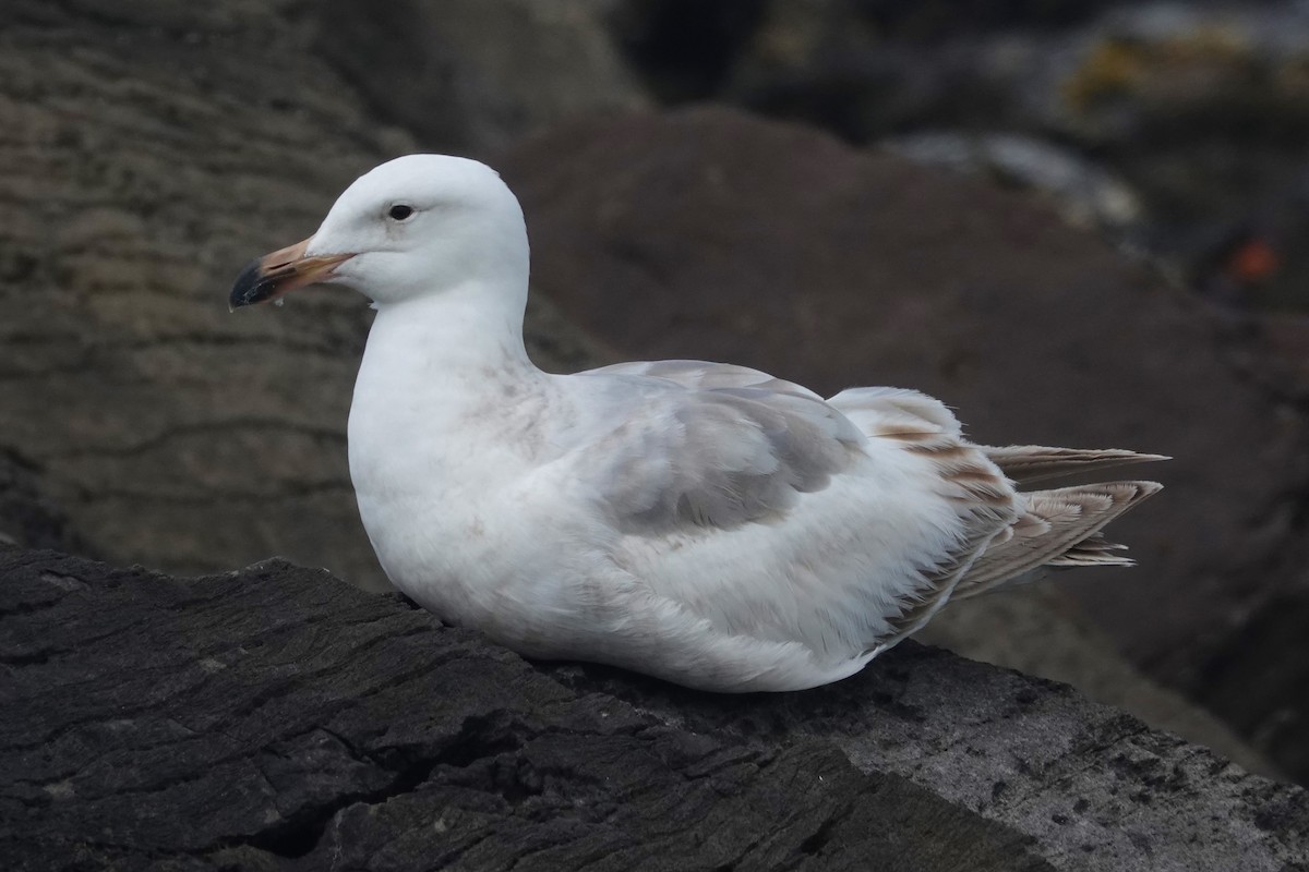 Larus sp. - ML636330753