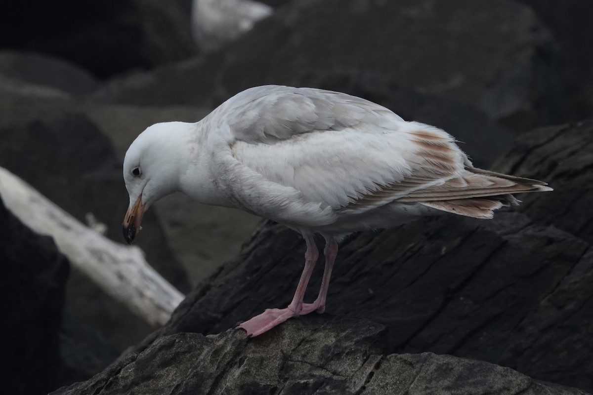 Larus sp. - ML636330754