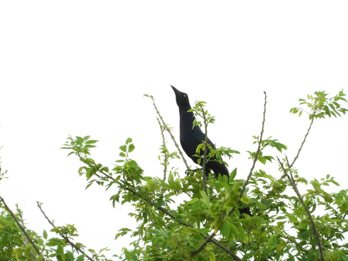 Great-tailed Grackle - ML636330767