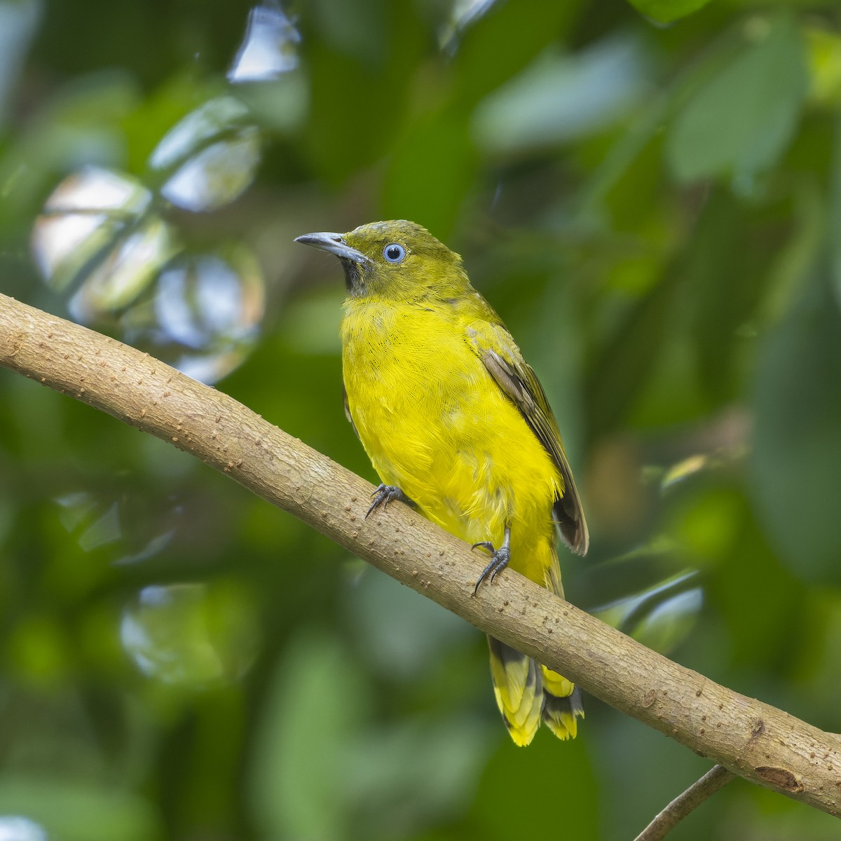 Andaman Bulbul - ML636330776