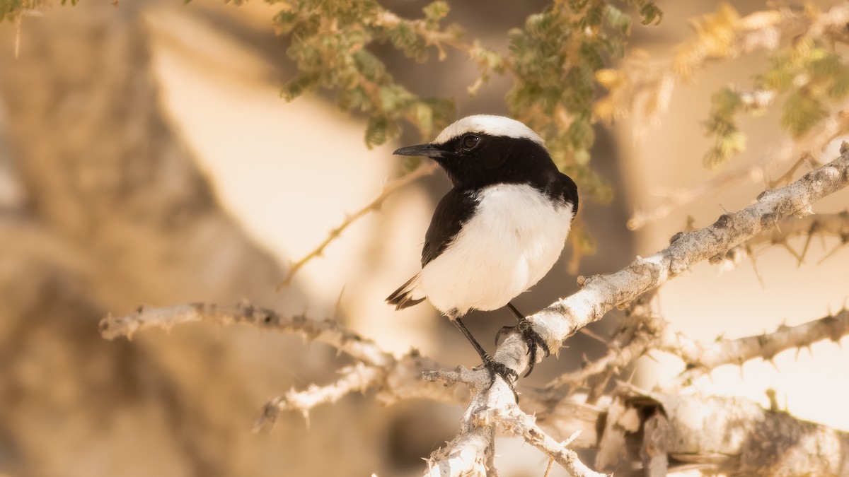 Arabian Wheatear - ML636330802