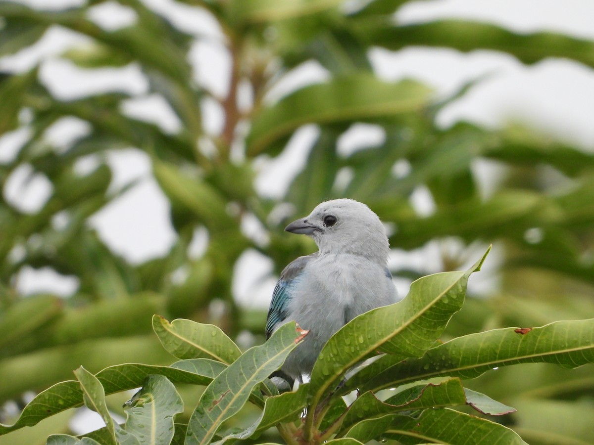 Blue-gray Tanager - ML636330819