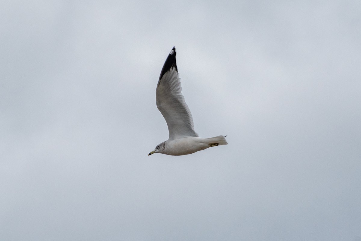 Ring-billed Gull - ML636330833