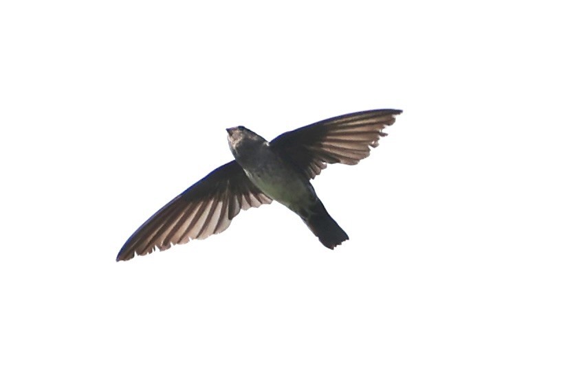 Cave Swiftlet - ML636330863