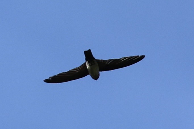 Cave Swiftlet - ML636330864