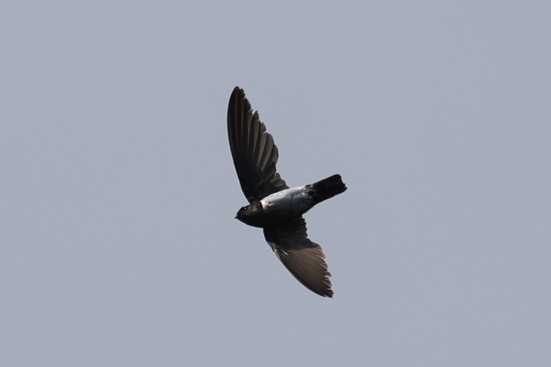 Cave Swiftlet - ML636330865