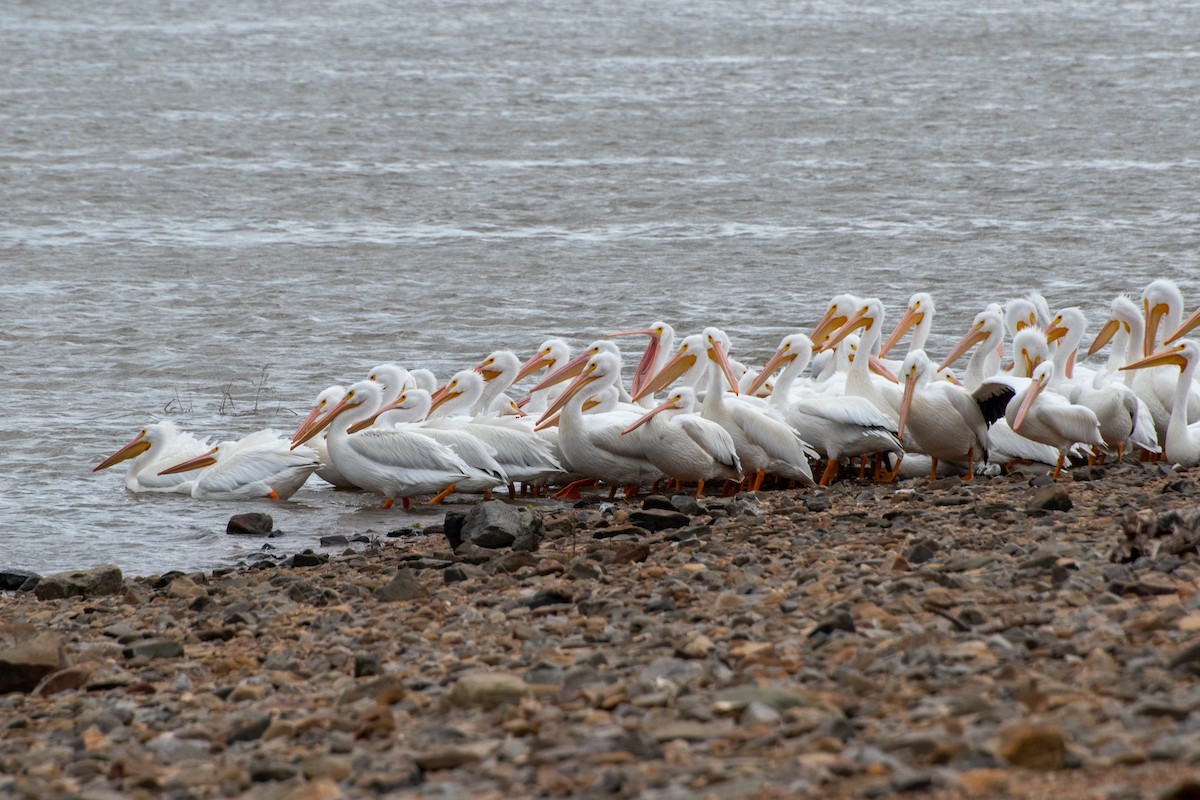 American White Pelican - ML636330873