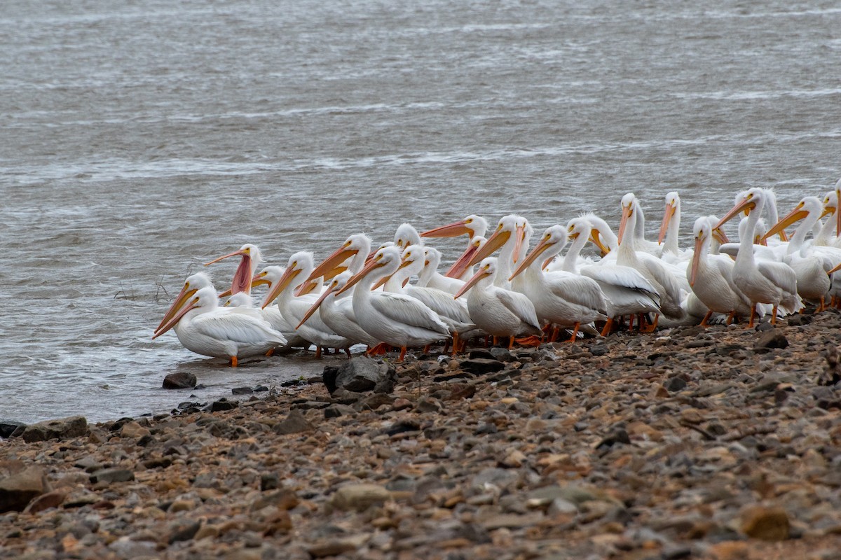 American White Pelican - ML636330874