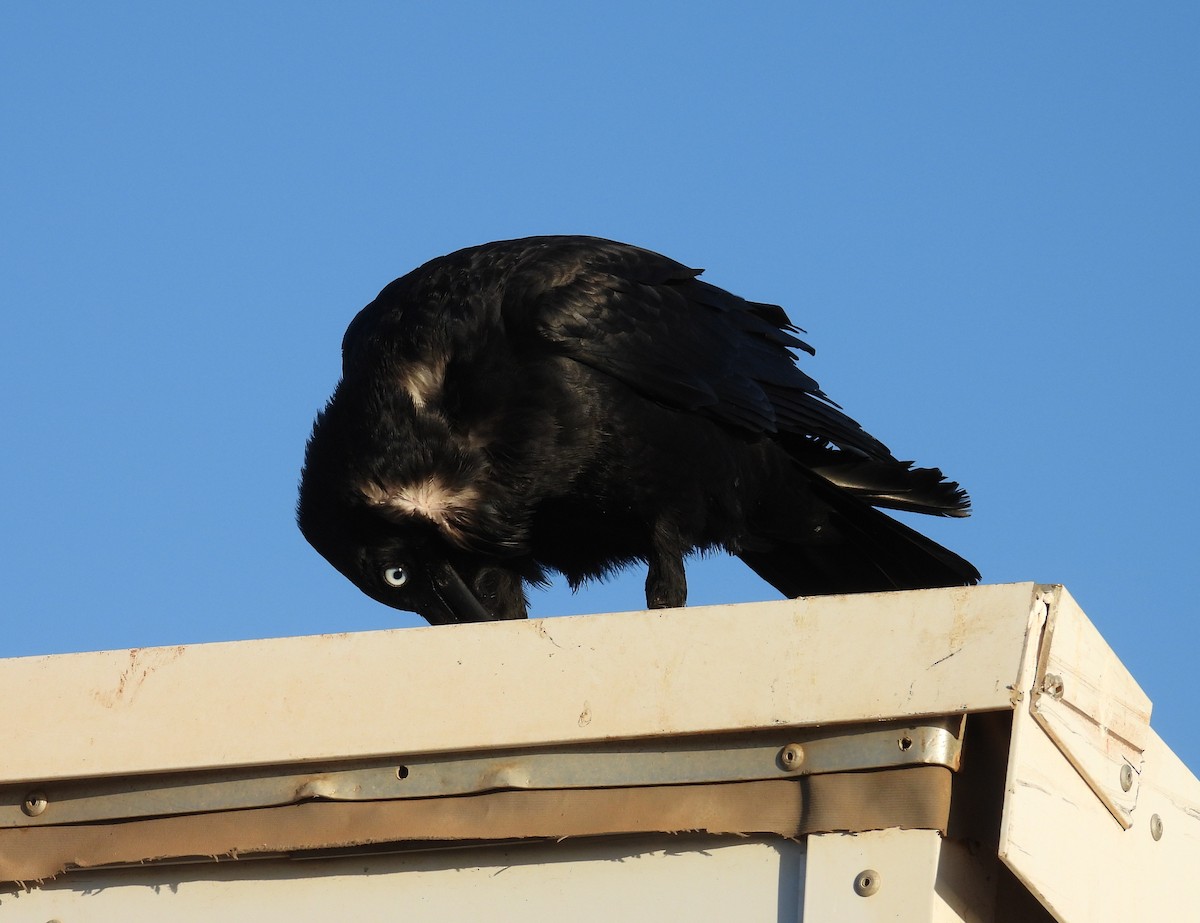 Little Crow - ML636330903