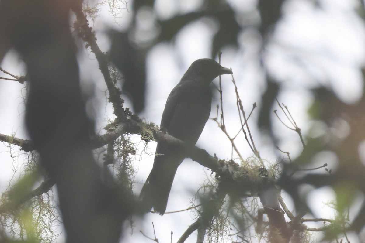 Sunda Cuckooshrike - ML636330909