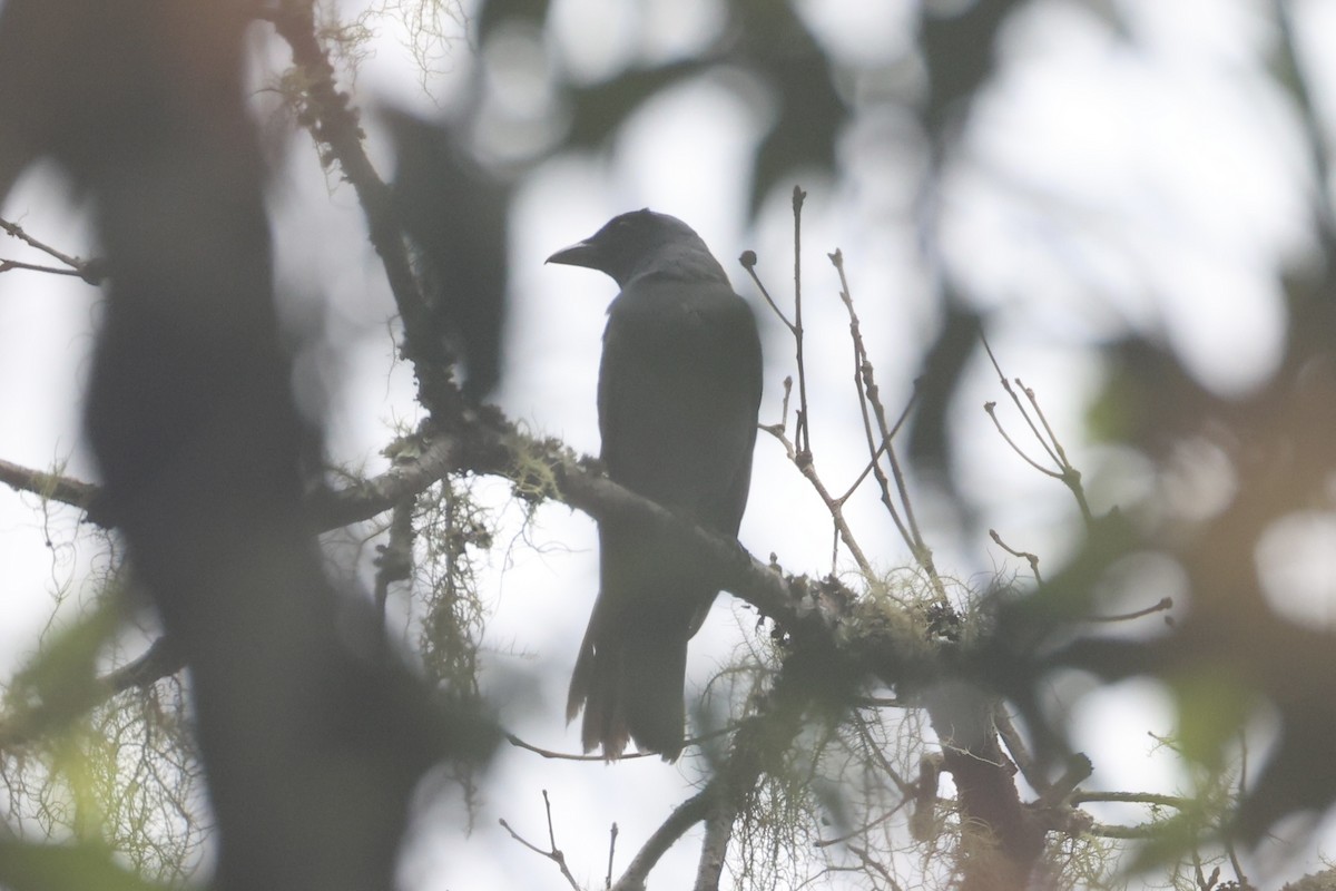Sunda Cuckooshrike - ML636330910