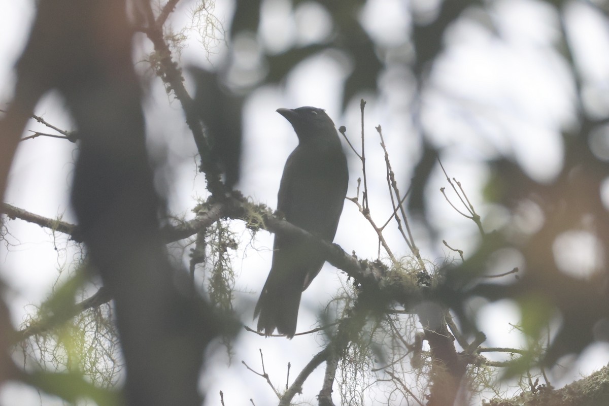 Sunda Cuckooshrike - ML636330911
