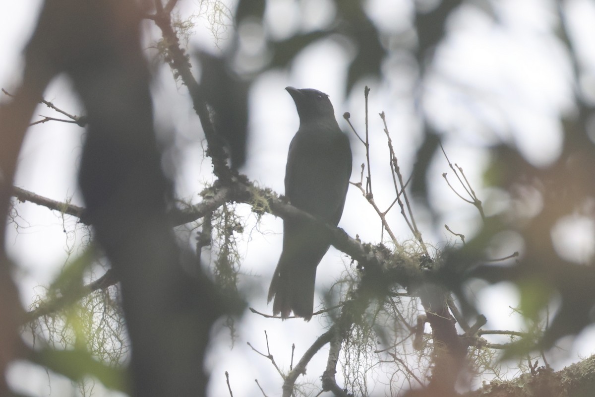 Sunda Cuckooshrike - ML636330912