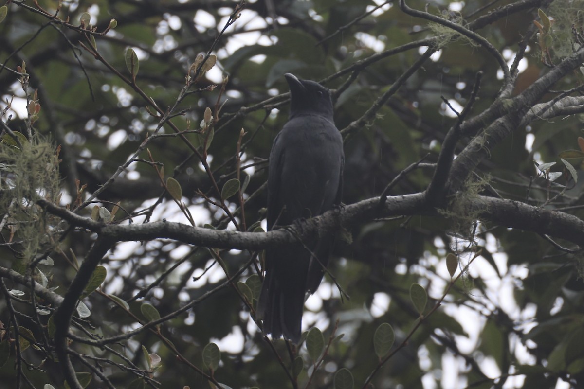 Sunda Cuckooshrike - ML636330913