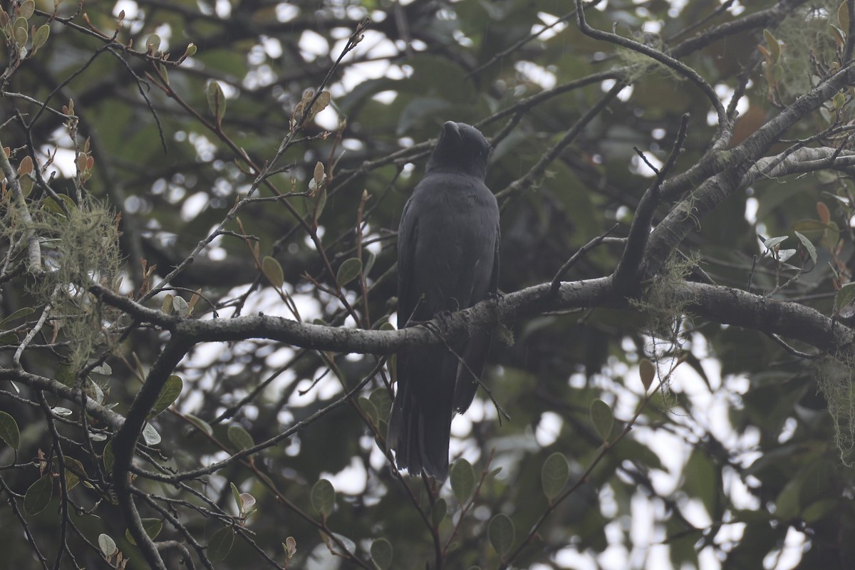 Sunda Cuckooshrike - ML636330914