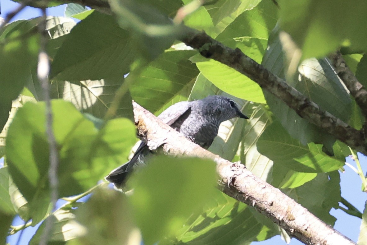 Lesser Cuckooshrike - ML636330922
