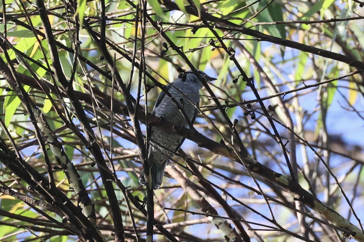 Lesser Cuckooshrike - ML636330924