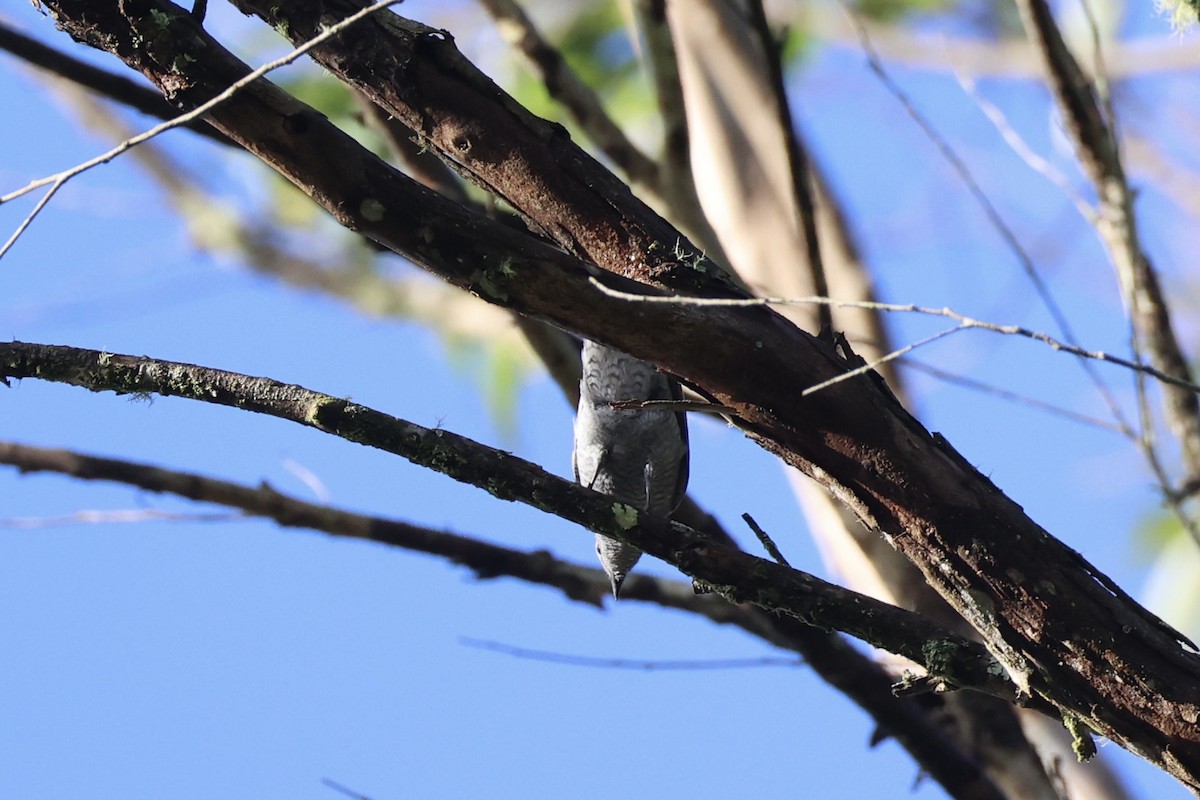 Lesser Cuckooshrike - ML636330925