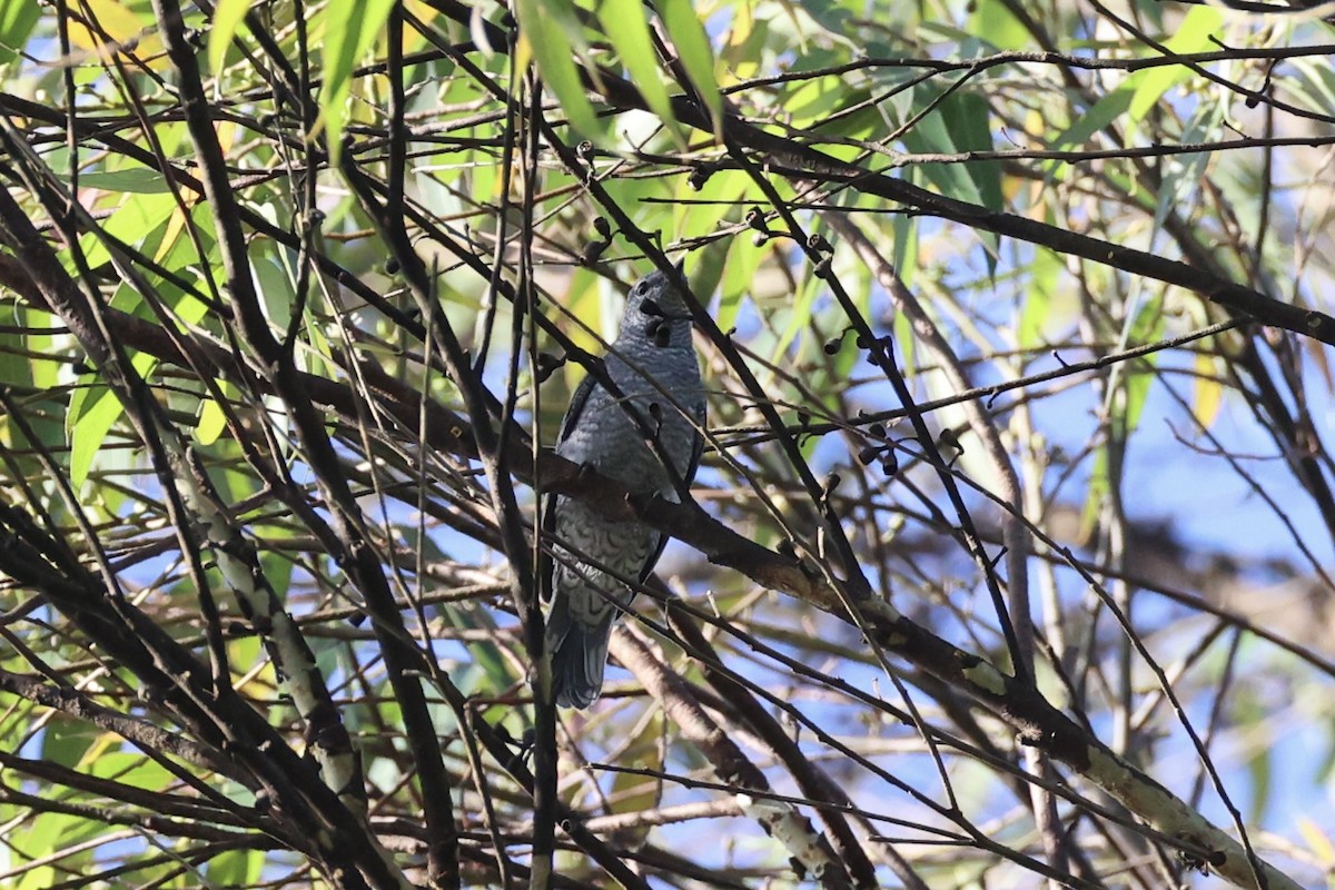 Lesser Cuckooshrike - ML636330927