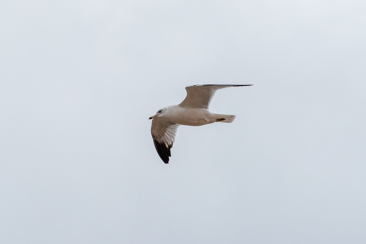Ring-billed Gull - ML636330960