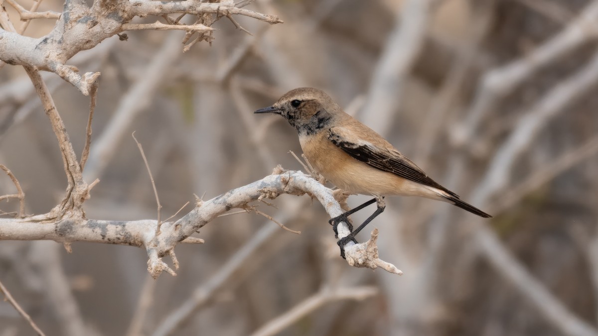 Desert Wheatear - ML636330985