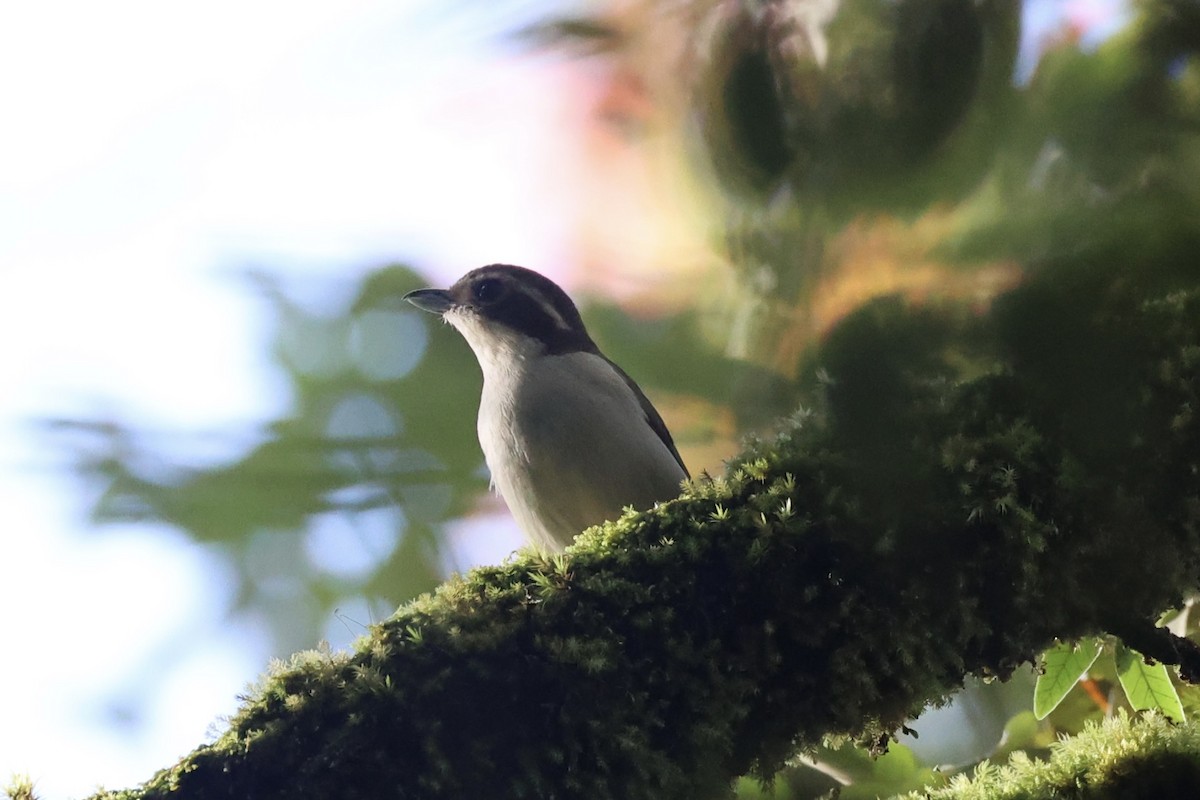 Pied Shrike-Babbler - ML636331091