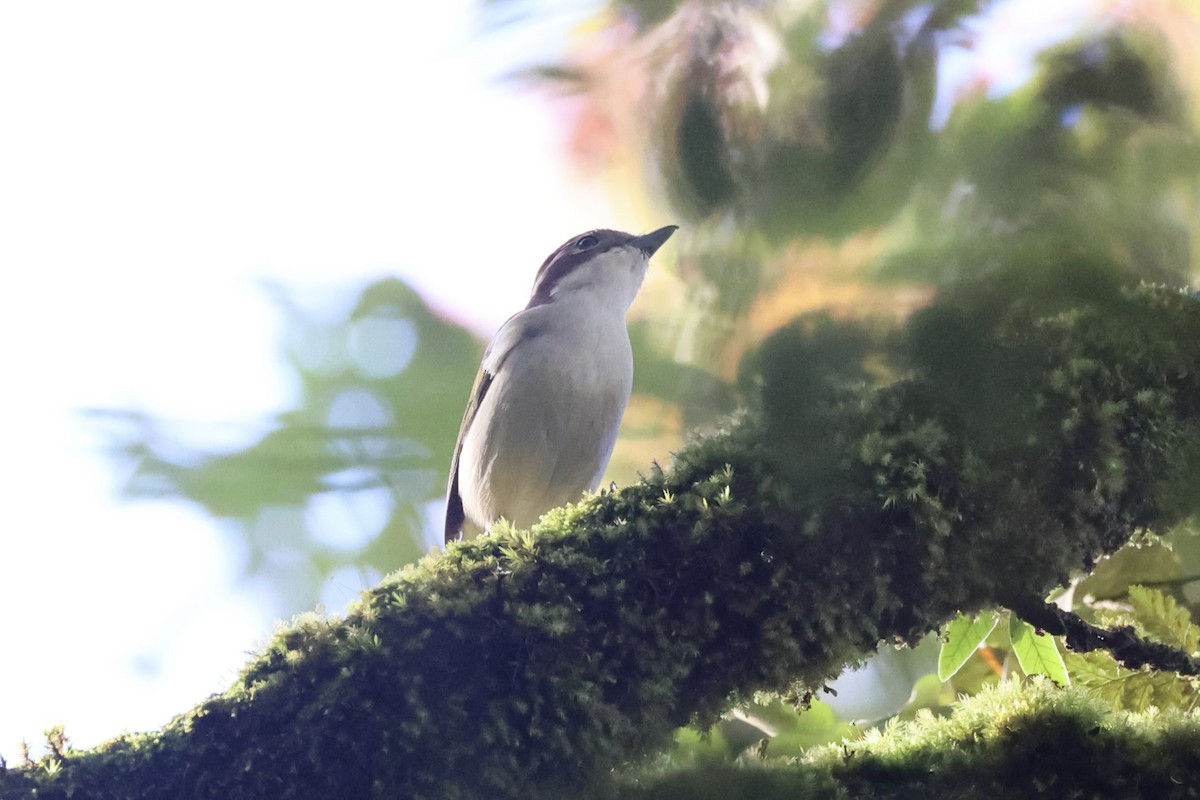 Pied Shrike-Babbler - ML636331092
