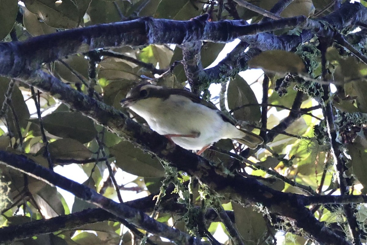 Pied Shrike-Babbler - ML636331093