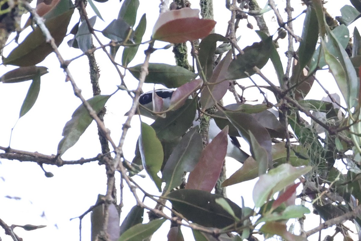 Pied Shrike-Babbler - ML636331094