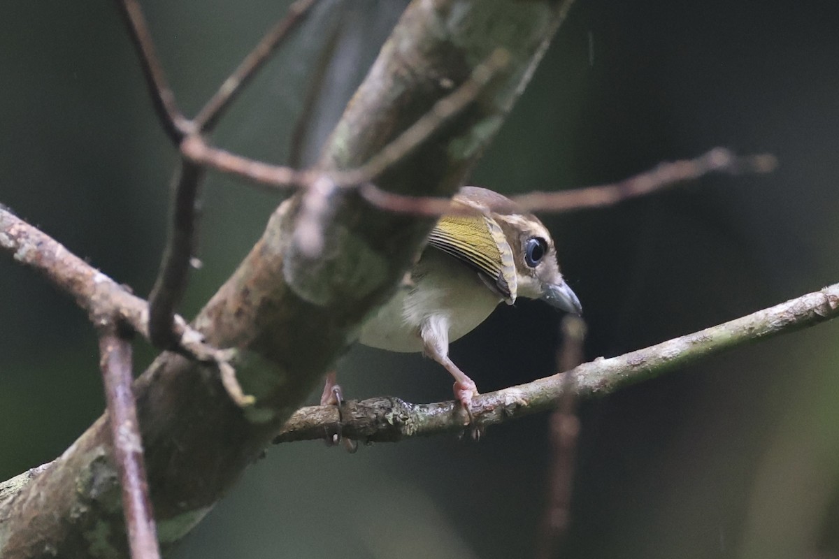 Pied Shrike-Babbler - ML636331095