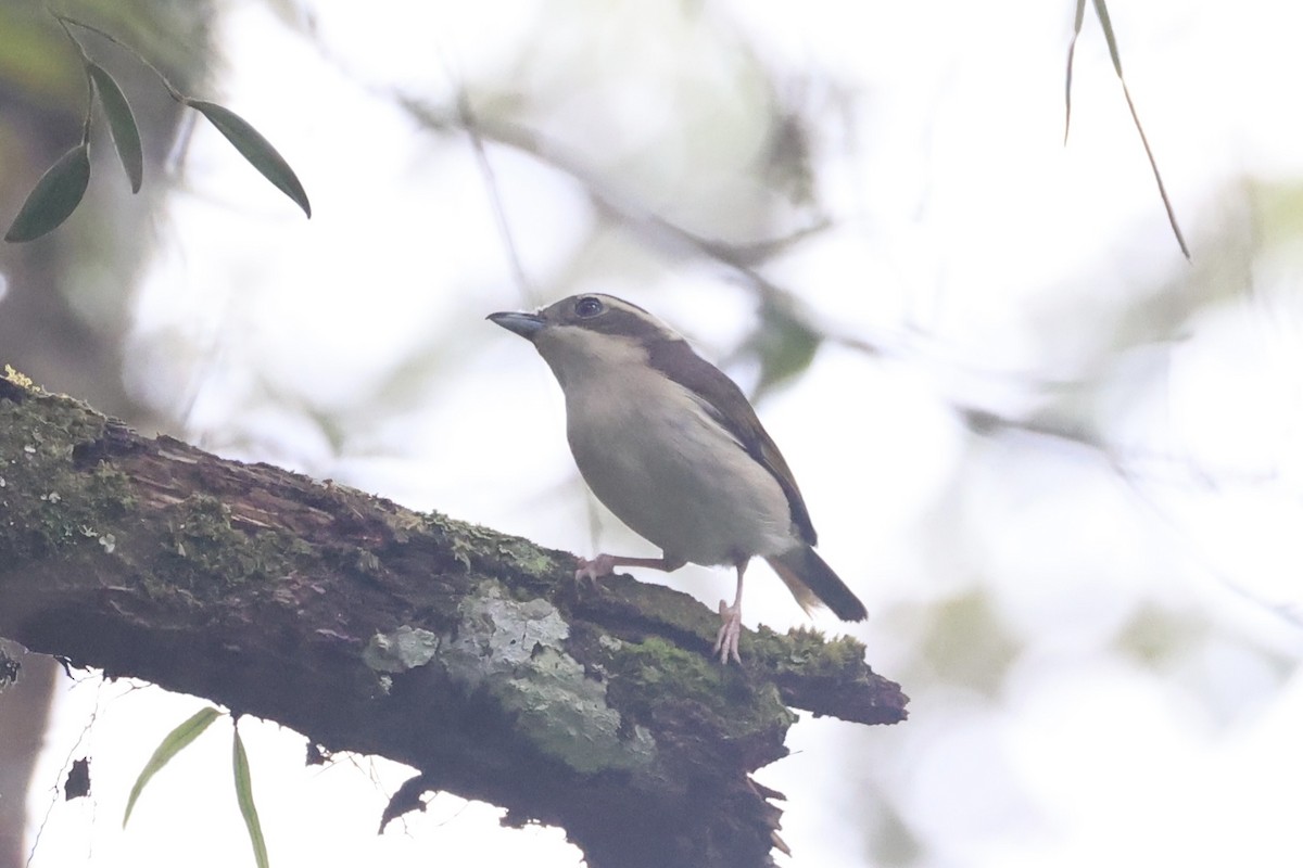 Pied Shrike-Babbler - ML636331096