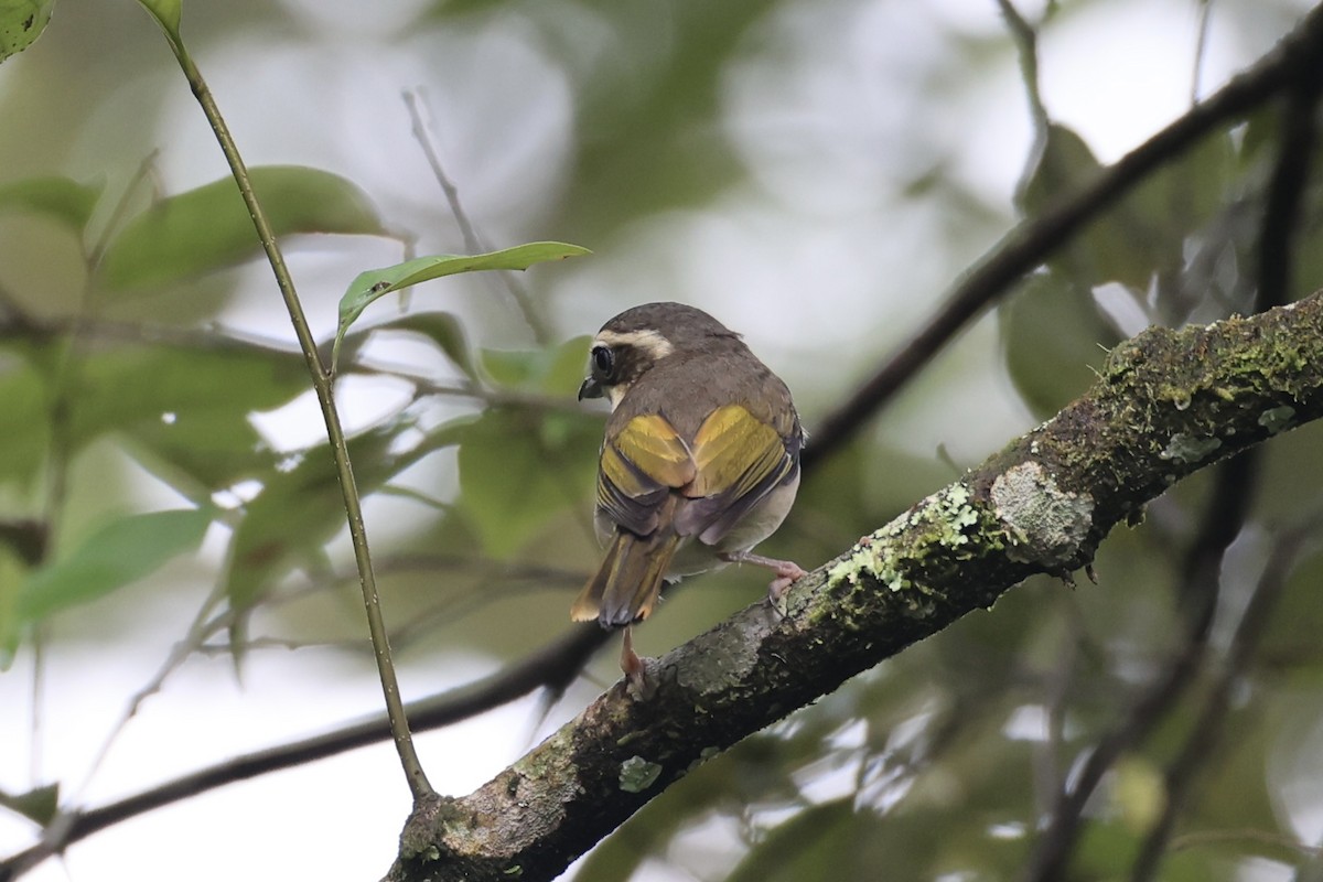 Pied Shrike-Babbler - ML636331097