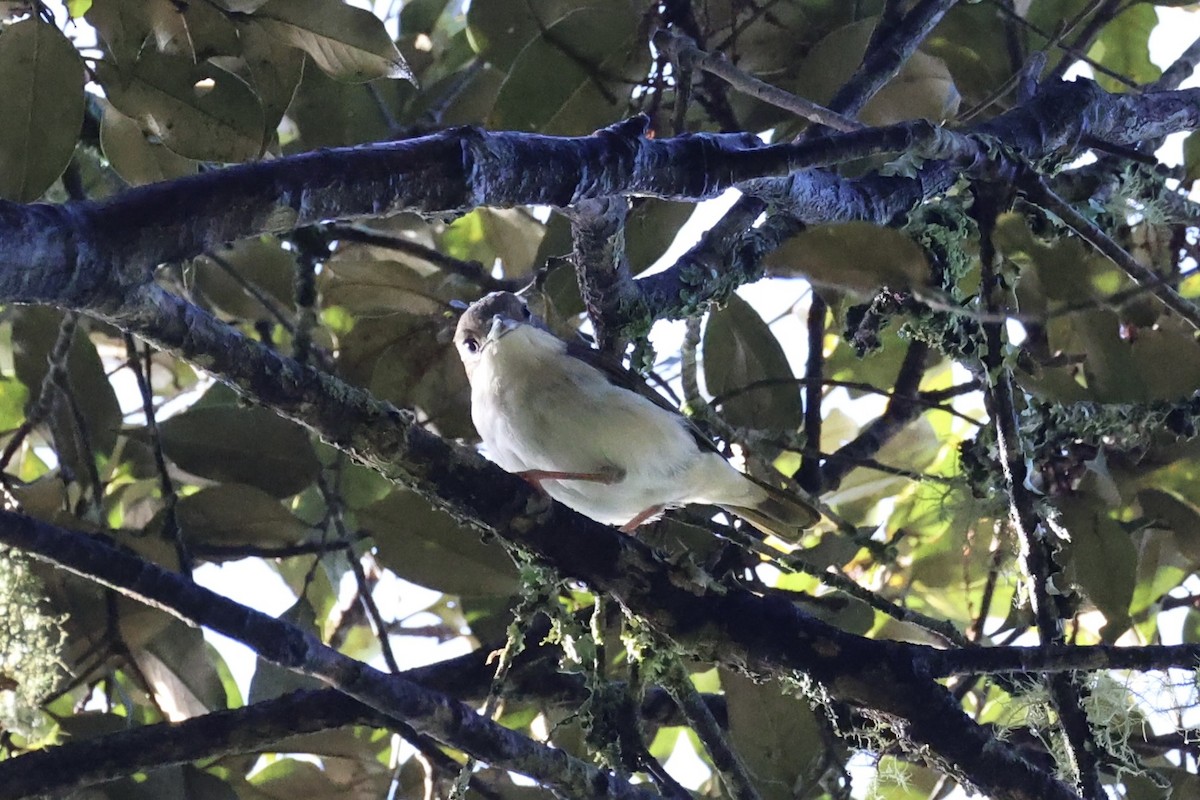 Pied Shrike-Babbler - ML636331098