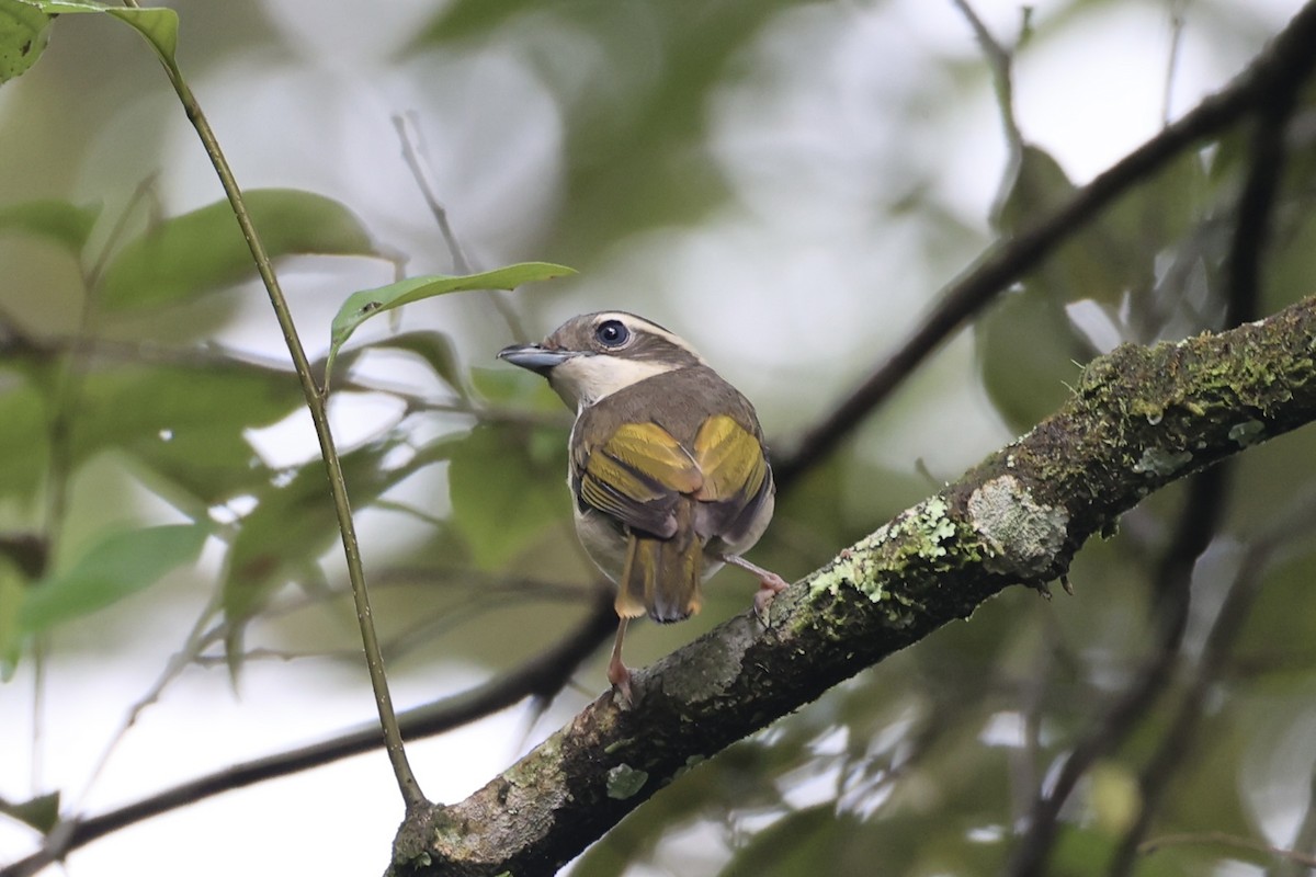 Pied Shrike-Babbler - ML636331099