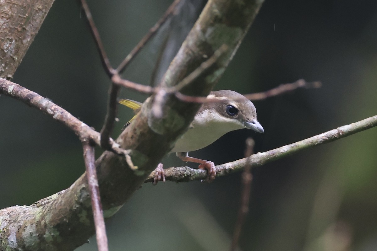 Pied Shrike-Babbler - ML636331100